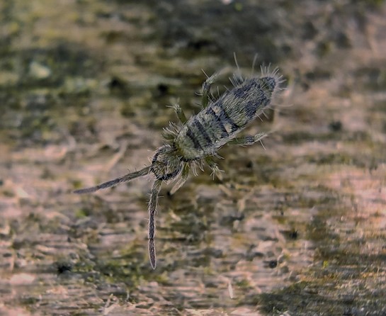 A macro picture of a springtail.jpg